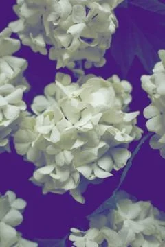 White petals Hydrangea flowers Stock Photos