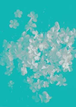 White petals Hydrangea flowers Stock Photos