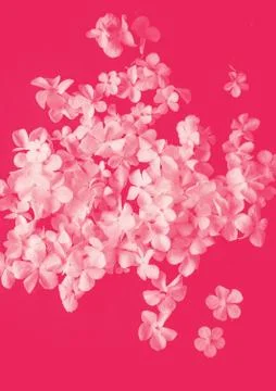 White petals Hydrangea flowers Stock Photos