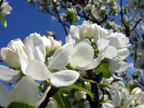 White petals Stock Photos