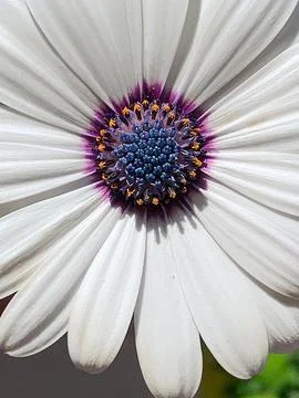 White petals Stock Photos