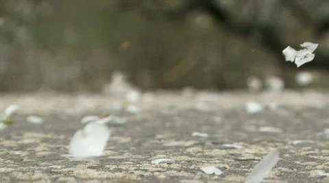 White petals on the road Stock Footage 808923