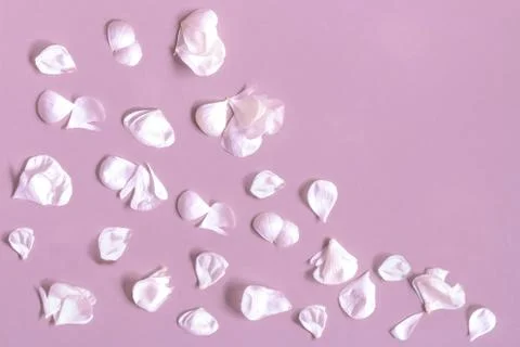 White petals of rose pattern on pink background Stock Photos