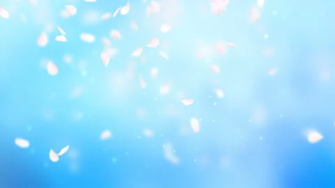 White petals of sakura falling on romantic abstract background. Looped 4K motion 스톡 동영상 104085310