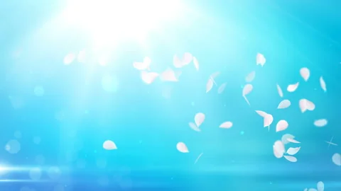White petals of sakura falling on romantic abstract background. Looped 4K motion Video stock 104086485