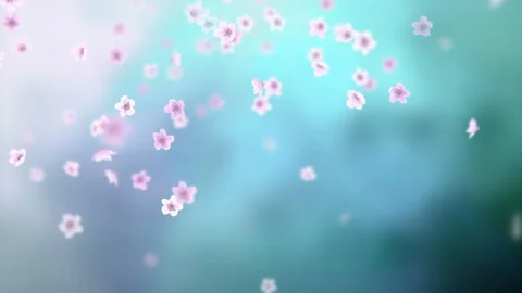 White petals of sakura falling on romantic abstract background. Video stock 105053089