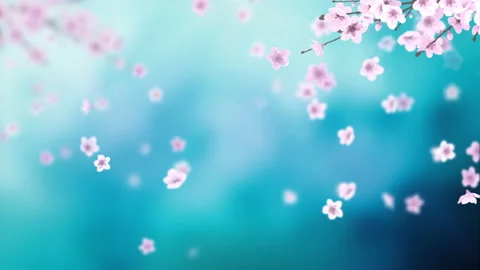 White petals of sakura falling on romantic abstract background. Stock Footage 105054499