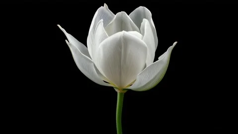 White Petals Unfolding on Dark Background Time-lapse Stock Footage 312816513