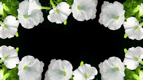 White petunia flower. First spring flowers. Petunia hybrid. Flowering on a black Stock Footage 241143503