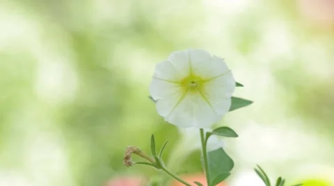 White petunia flower Stock Footage 47733278