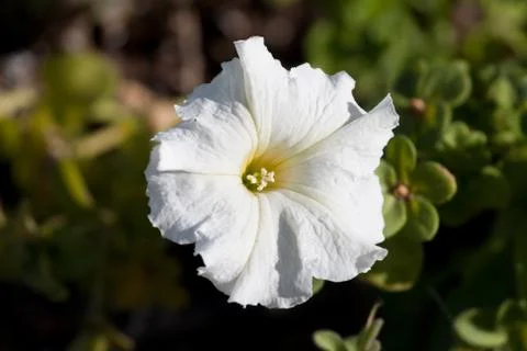 White petunia flower Stock Photos