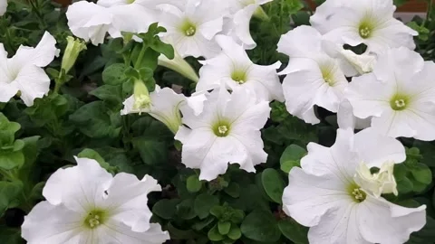 White Petunia Flowers Stock Footage 270121085
