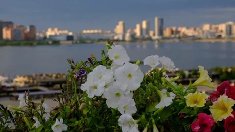 White petunia Stock Footage 142074726