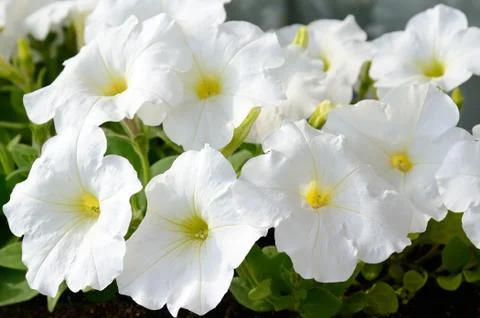 White petunia Stock Photos