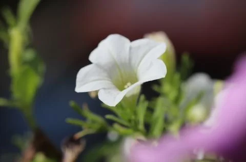 White petunia 写真素材