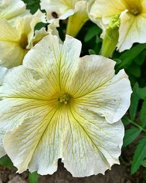 White petunia Stock Photos