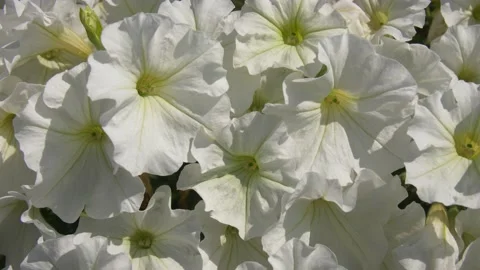 White Petunias in the Wind Stock Footage 134284950