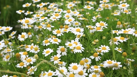 White pharmacy chamomile Video stock 92730829