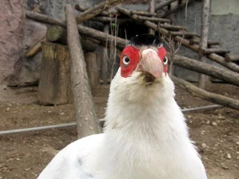 White pheasant Stock Photos