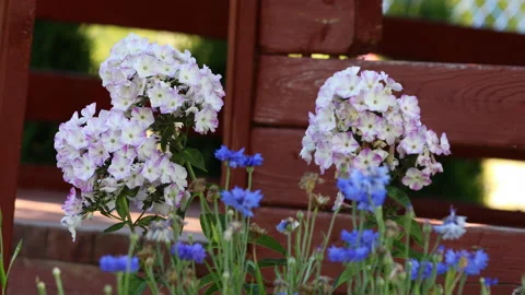 White phlox and cornflower Stock Footage 167051704