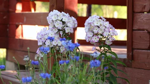 White phlox and cornflower Stock Footage 167051720