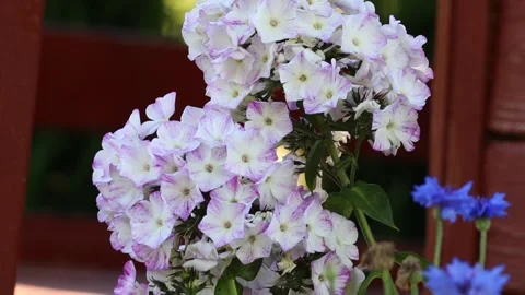 White phlox and cornflower Stock Footage 167073495