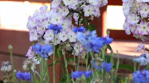 White phlox and cornflower Stock Footage 167073496