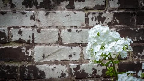 White phlox and rustic brick wall Stock Photos