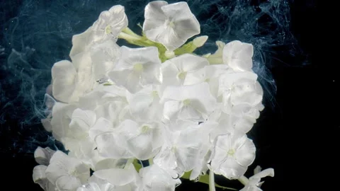 White phlox cluster with settling water droplets and drifting smoke in dark stud Stock Footage 339951770