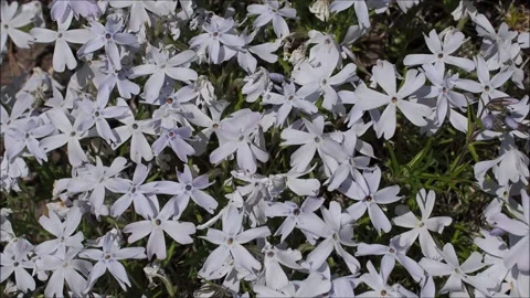 White phlox Stock-Footage 131917573