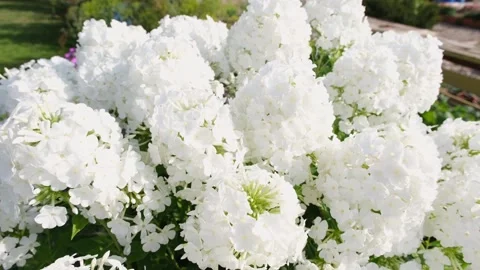 White phlox paniculata grows in the garden Stock Footage 231409091