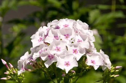 White Phlox Foto stock