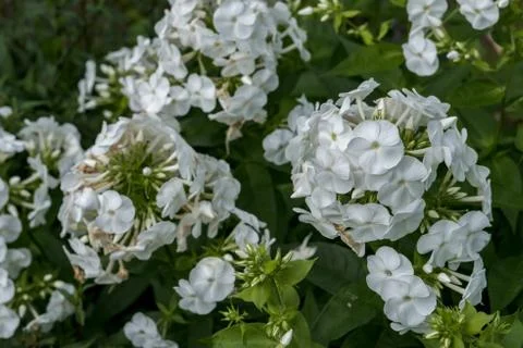 White phlox. Stock-Fotos