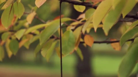 White Photo Frame In The Fall Stock Footage 243619790