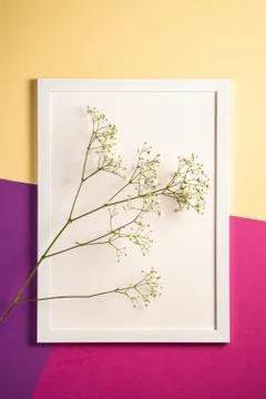 White picture frame with empty template, gypsophila flowers Stock Photos