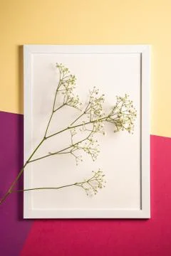 White picture frame with empty template, gypsophila flowers Stock Photos