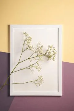 White picture frame with empty template, gypsophila flowers Stock Photos