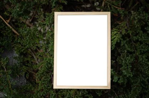 A white picture frame on a tree Stock Photos