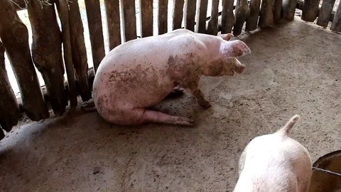 White pig on a farm. Stock Footage 77743888