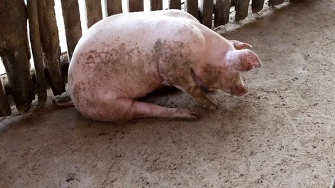 White pig on a farm. Stock Footage 77743925