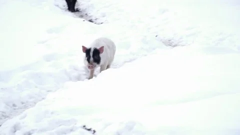 White pig running onthe snow in the zoo Stock Footage