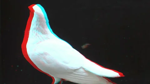 White Pigeon close up 3D Video stock 32972337