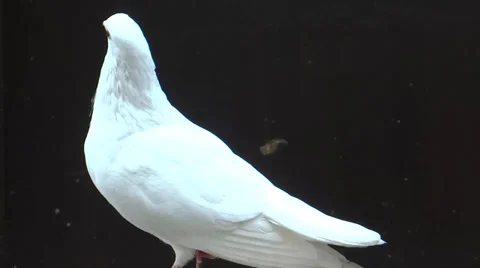 White Pigeon close up Stock-Footage 31971217