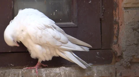 White Pigeon close Stock-Footage 32133343
