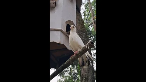 White Pigeon Dove Bird Perching on Tree Branch Видео 339615976