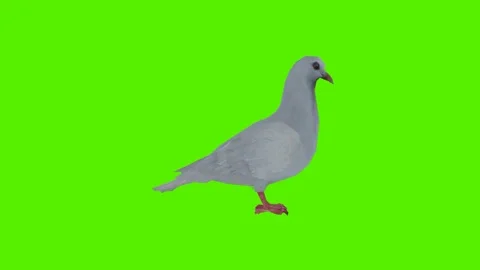 White pigeon eating grain from side angle Stockbeeldmateriaal 246730892