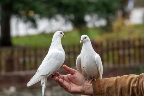 White Pigeon eats from a man hand. The concept of friendship and help Stock Photos