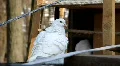 White pigeon HD Footage