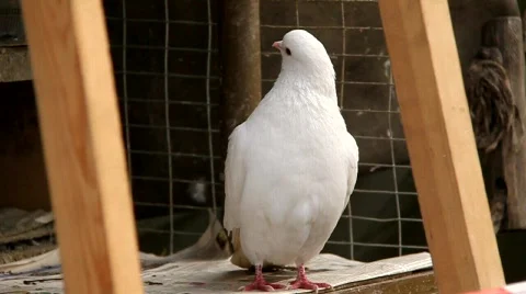 White pigeon Stock Footage 790822
