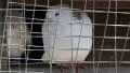 White pigeon HD Footage
